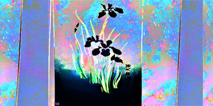 BLACK IRIS 