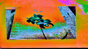 ORANGE ORCHID 