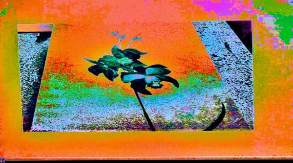 ORANGE ORCHID   Print