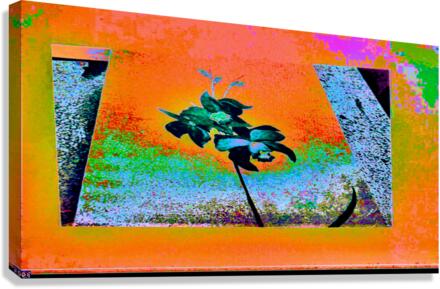 ORANGE ORCHID   Canvas Print