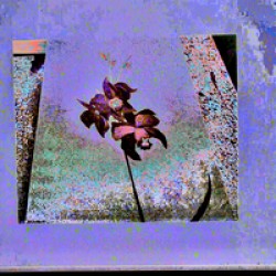 3 Orchids