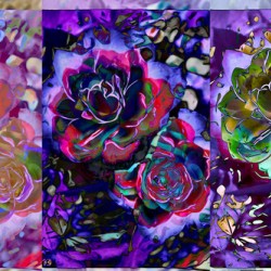 A ROSE IS A ROSE copy