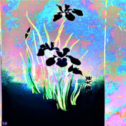 BLACK IRIS 