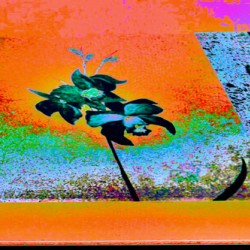 ORANGE ORCHID 