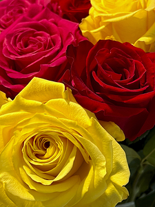 Roses Of Plenty