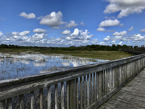 Promenade Through The Preserve