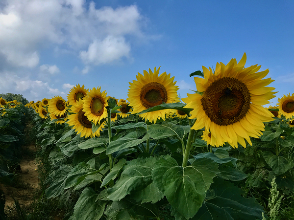 Stand And Deliver Print