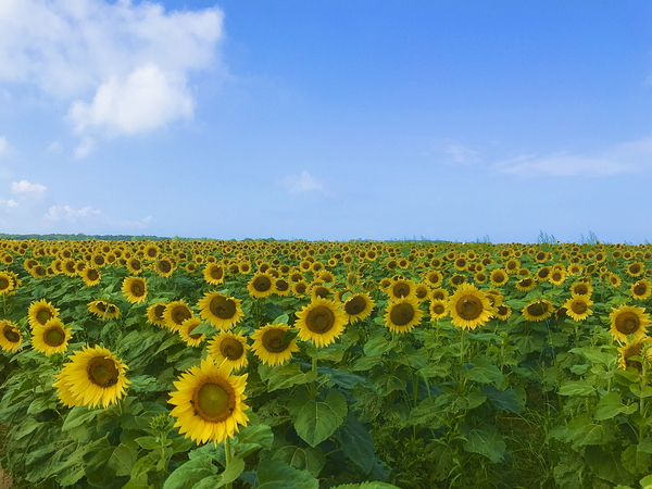 Sunflowers For Days Print