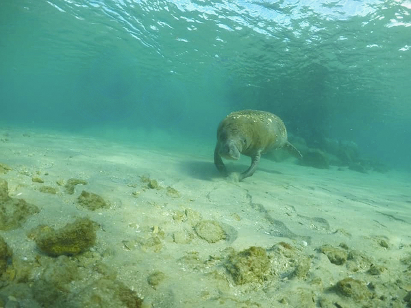 Sweet Manatee Print