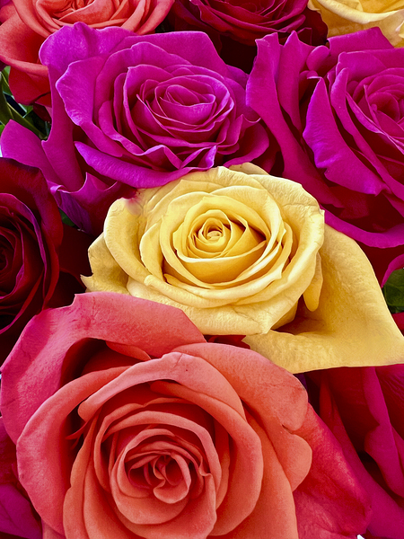Roses For Days by Lisa Ann