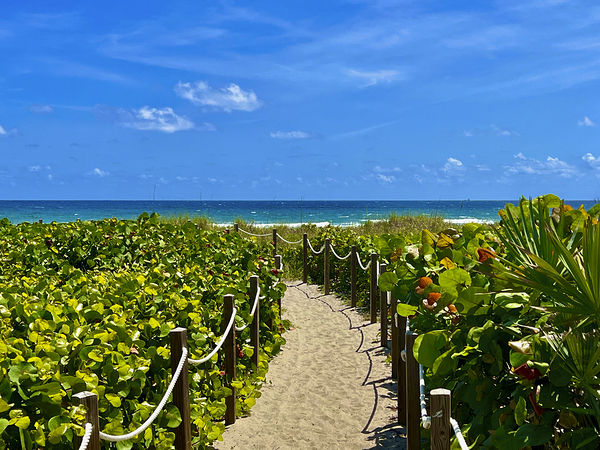 Beach Pathways Print