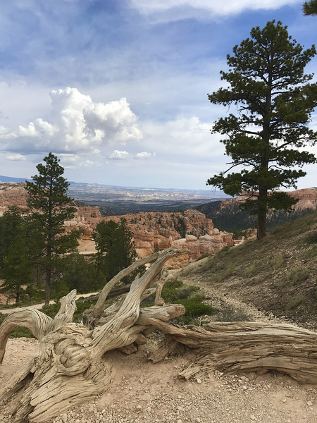 Bryce Canyon Print