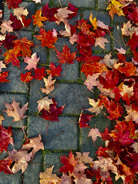Autumn Leaves Print