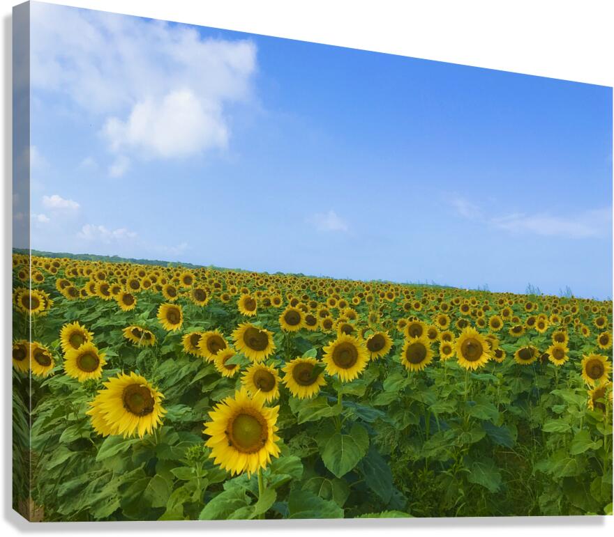 Sunflowers For Days Canvas Print
