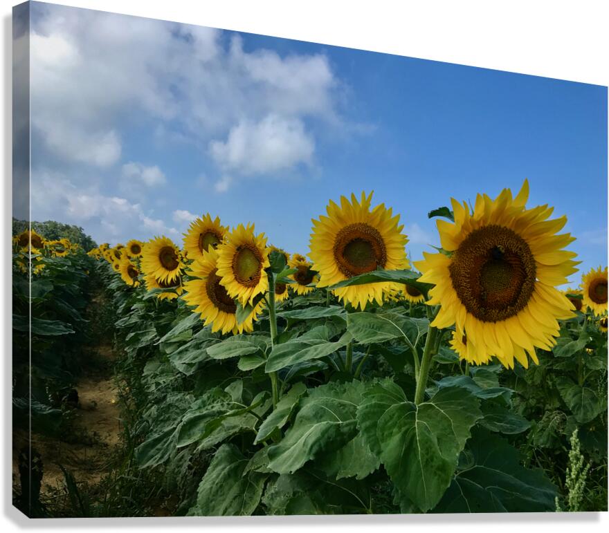 Stand And Deliver Canvas Print