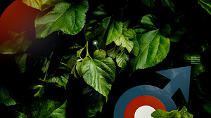 Vectorize 5