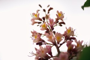 Wild Flowers 2