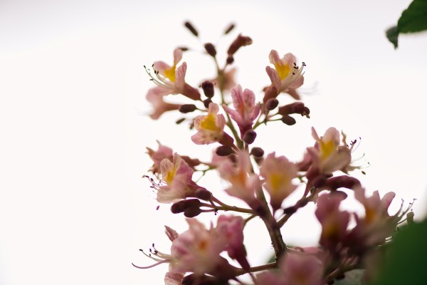 Wild Flowers 2 Print