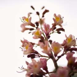 Wild Flowers 2
