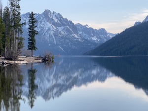 Lone Tree