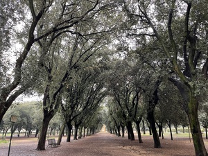 Tree Rows Rome