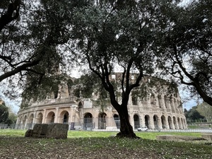 Colosseum Tree