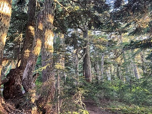 Fire Woods