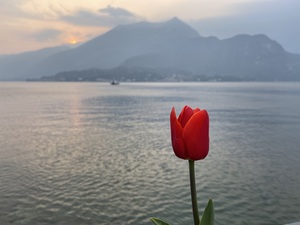Tulip Como Lake