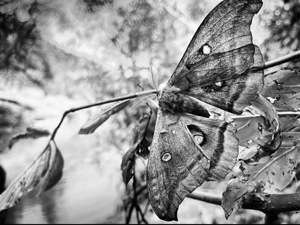 Moth BW