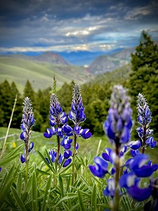 Lupine Views