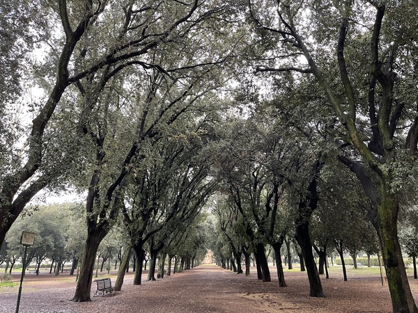 Tree Rows Rome Print