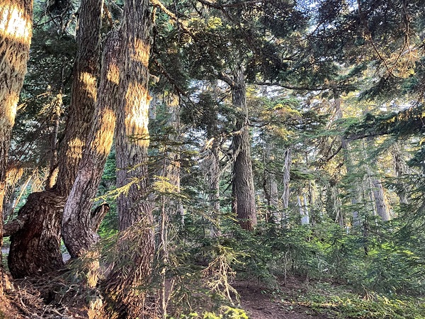 Fire Woods Print
