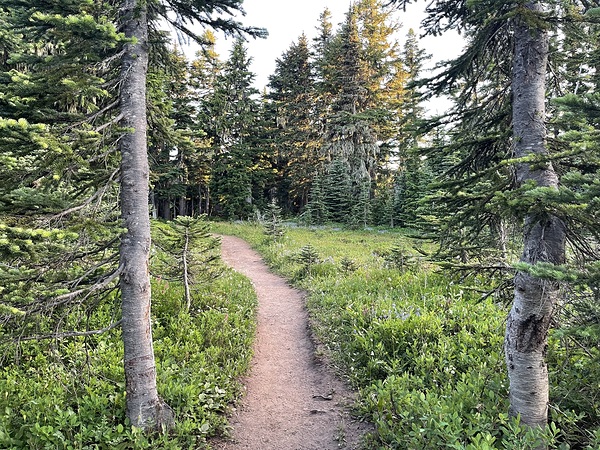 Paths Print