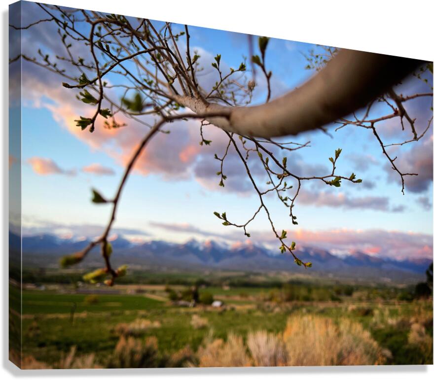 Hello Spring Canvas Print