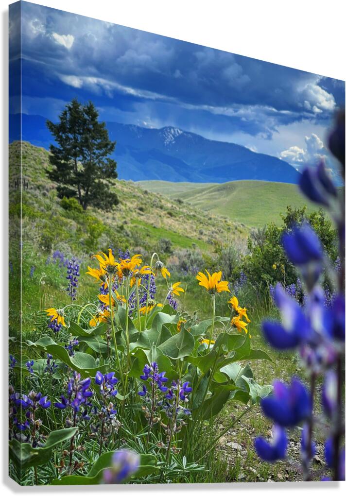 When Things Bloom Canvas Print