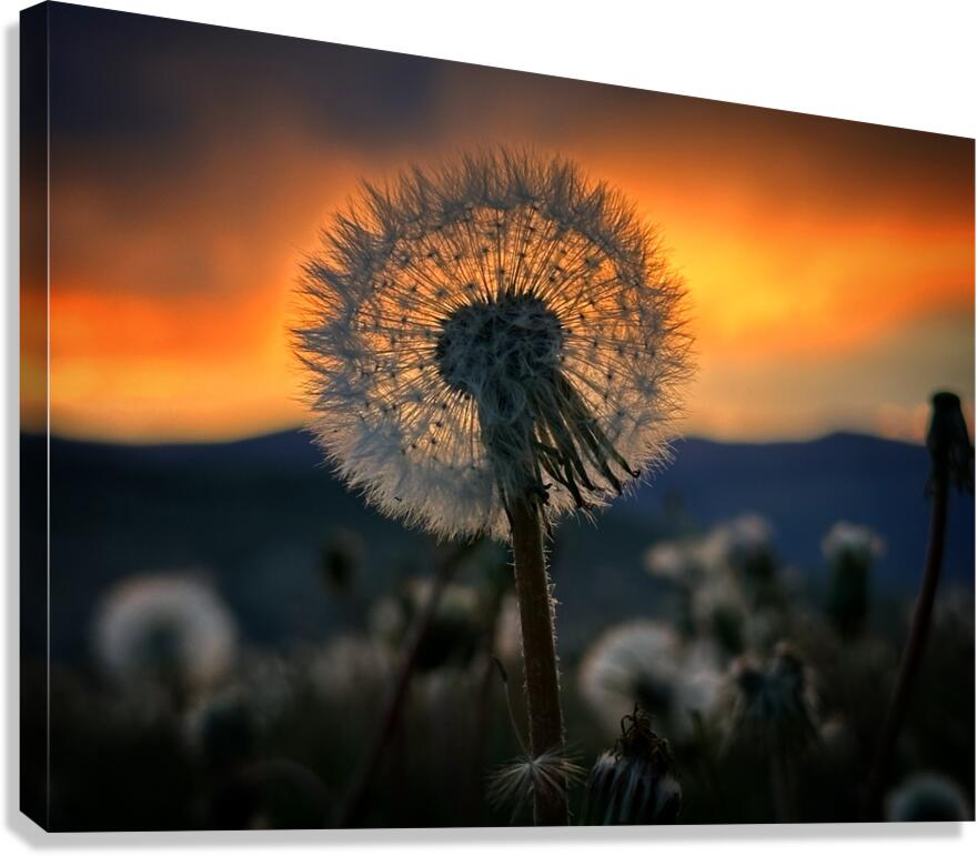 Orbit Canvas Print