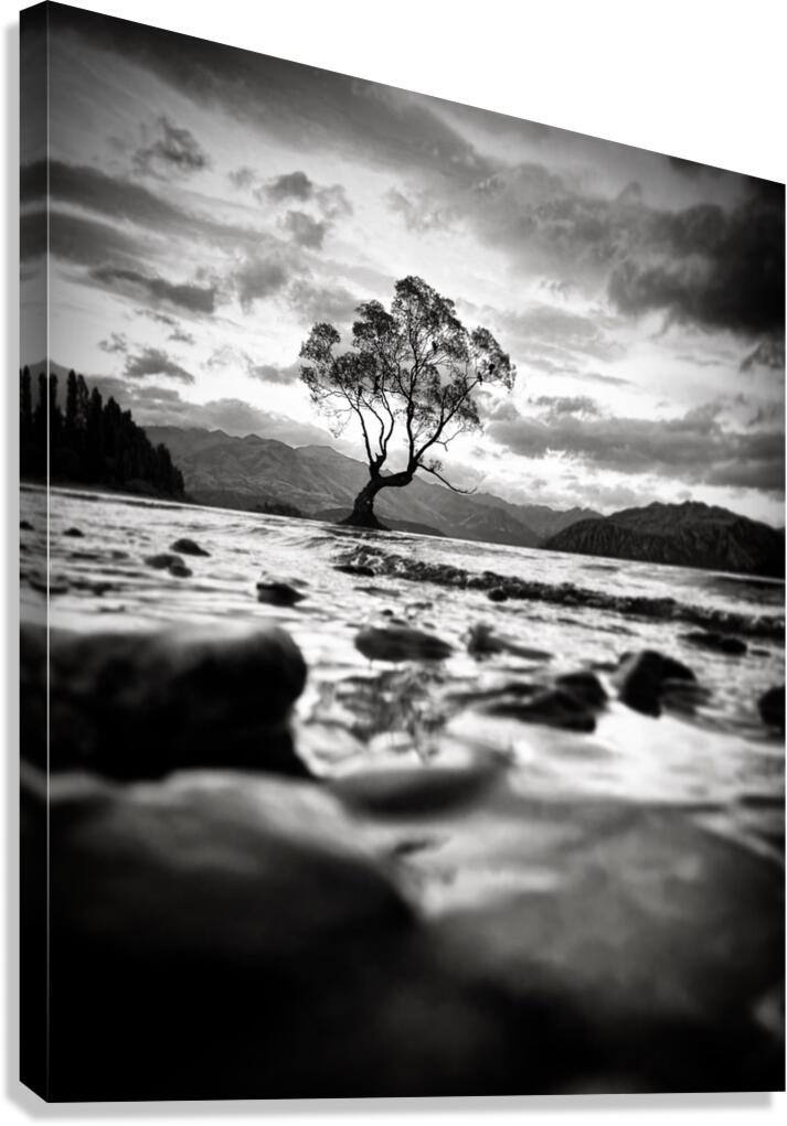 Wanaka Tree BW Canvas Print