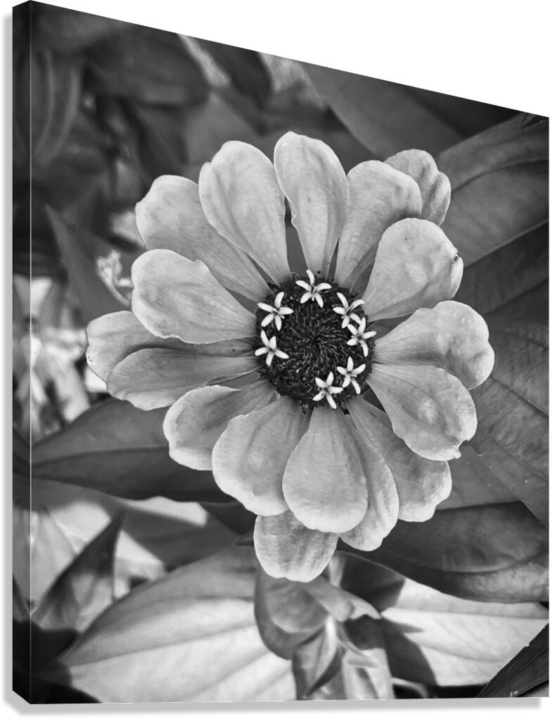 Happiest BW Canvas Print