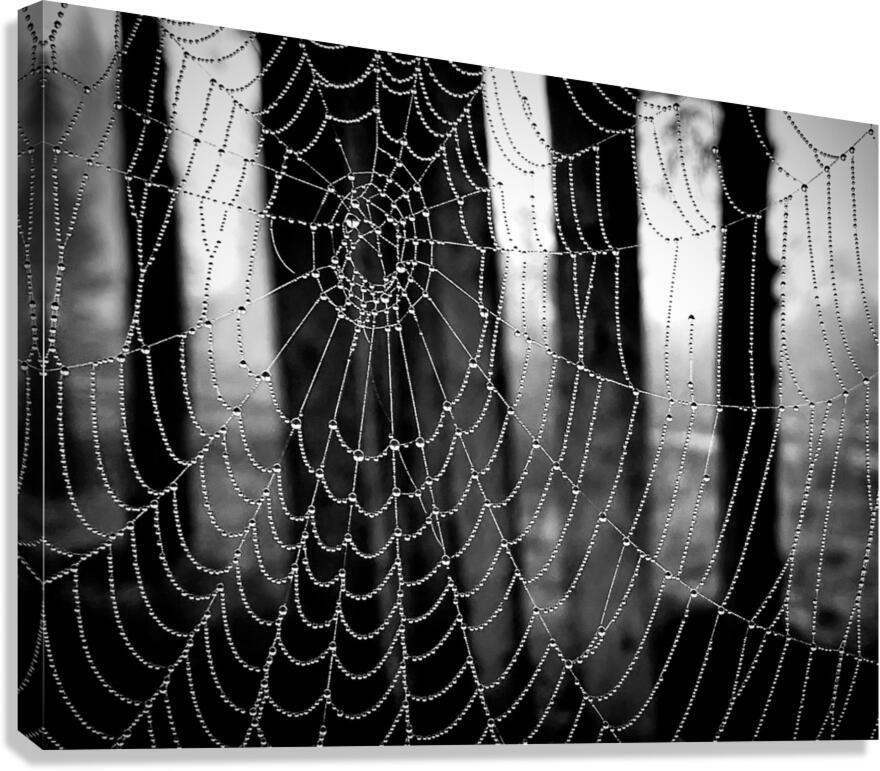 Spide Web Canvas Print