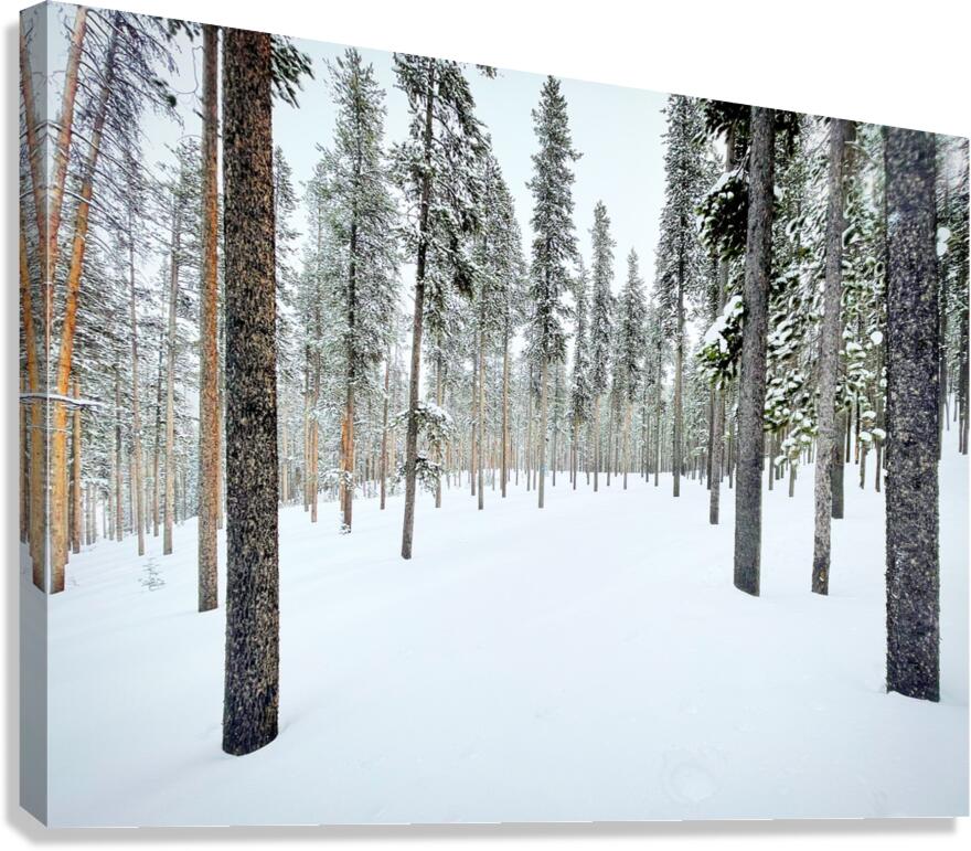 Winter Trail Canvas Print