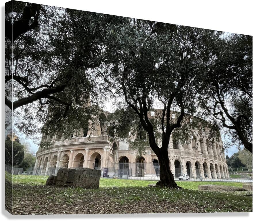 Colosseum Tree Canvas Print