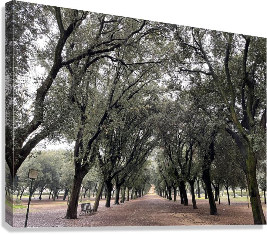 Tree Rows Rome Canvas Print