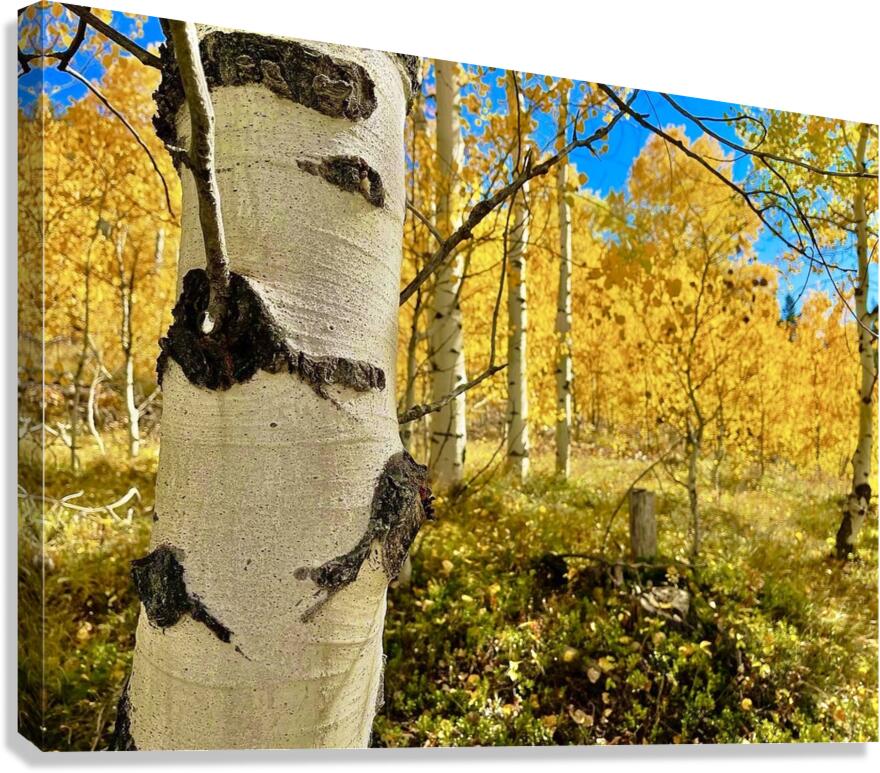 Aspen Hello Canvas Print