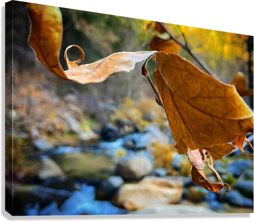 Serene Walk Canvas Print