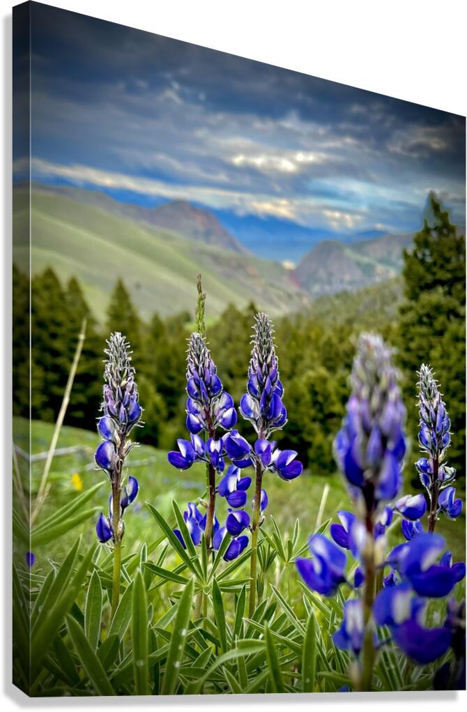 Lupine Views Canvas Print