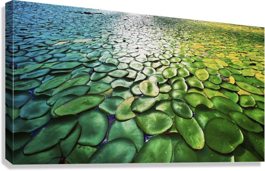Lilly Pads Canvas Print