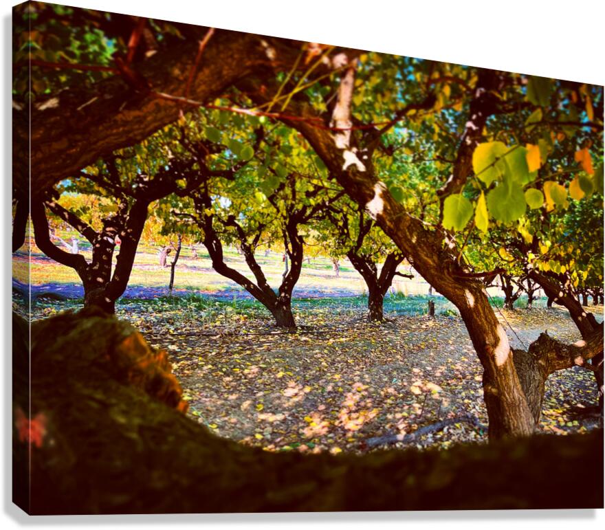 Apple Orchard Canvas Print