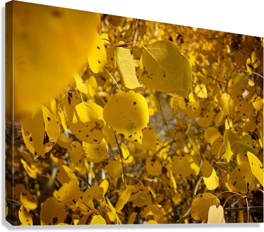 Golden Glows Canvas Print