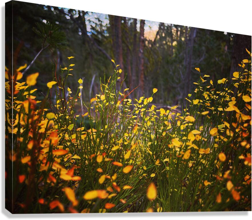Almost Fireflies Canvas Print