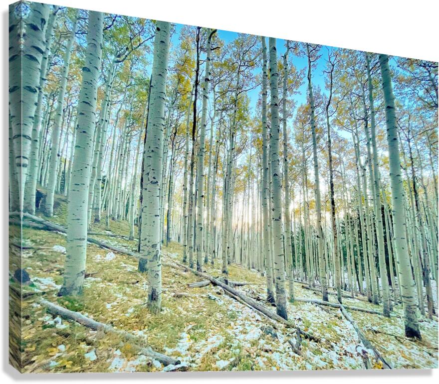 See Through Canvas Print